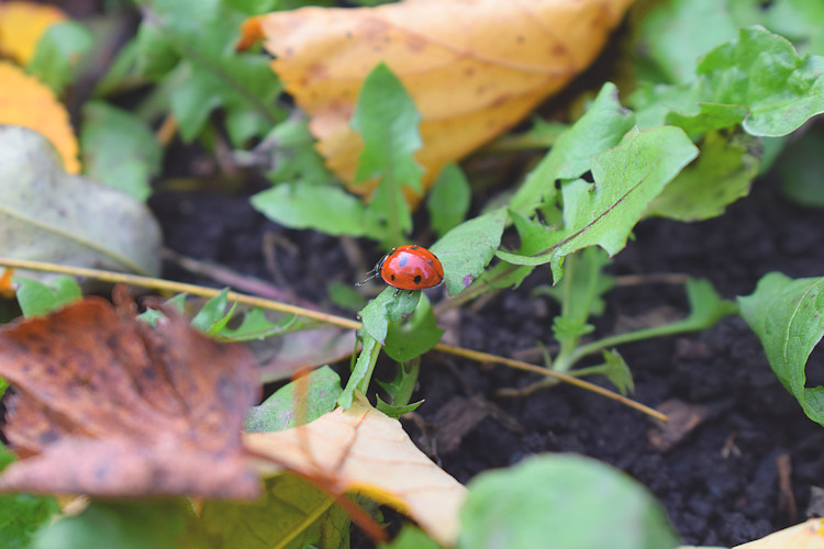 Осенняя соната (Вера Живина) / Проза.ру