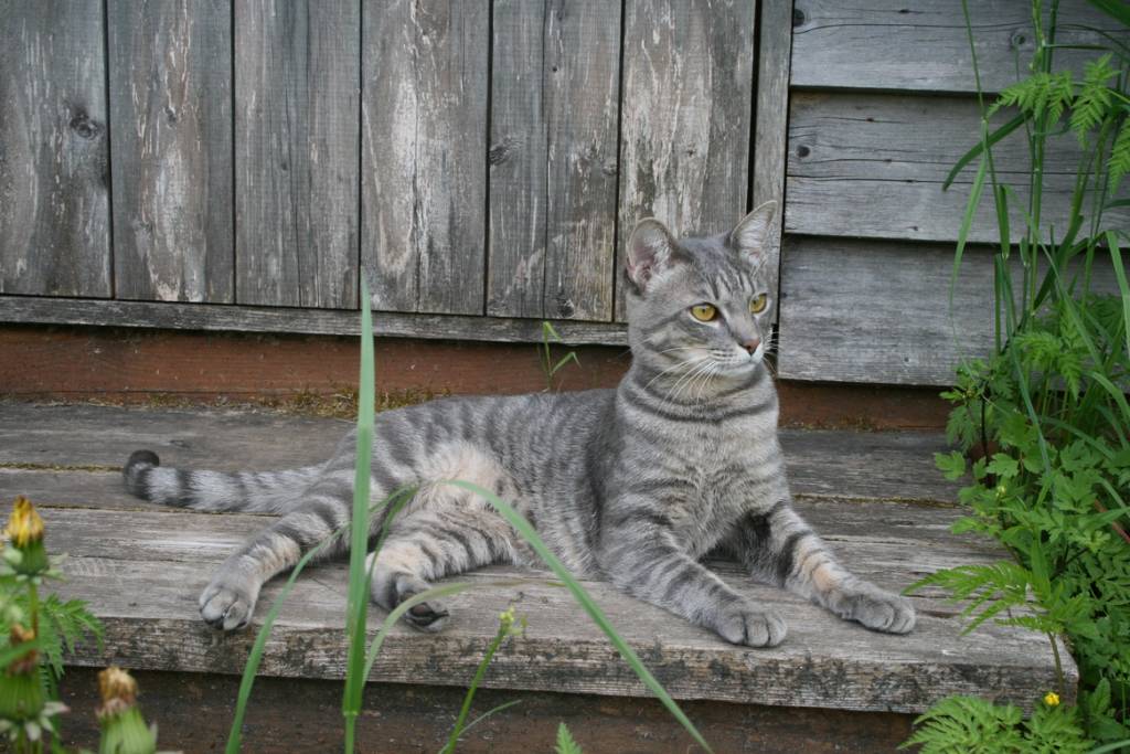 Tabby Tuesday #127 - Tabs & Tidbits Cats, Pets cats, Bengal cat
