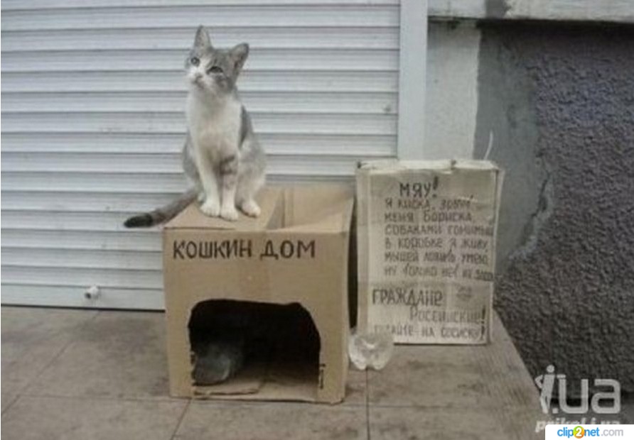 Киска мяу. Кошкин дом прикол. Кошкин кот. Смешной домик для кота. Дом для кошки прикол.