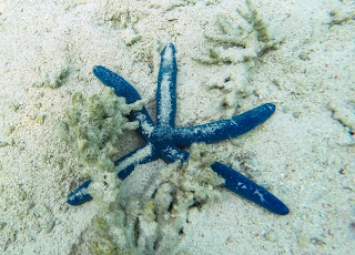 Алиса в подводном царстве