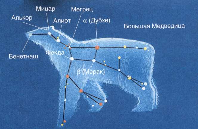 Большая и малая медведица фото