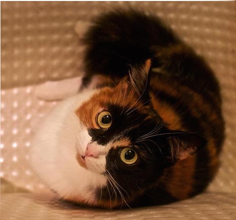 Как мы кошку выручали, или Чип и Дейл vs Мцыри