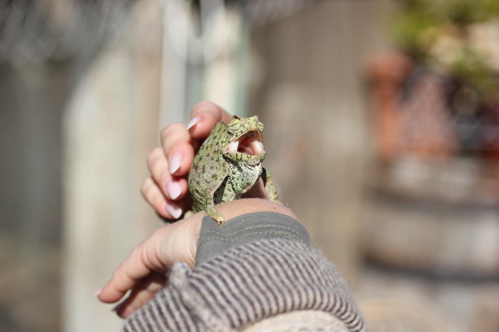 Мальта родина слонов! Только маленьких...