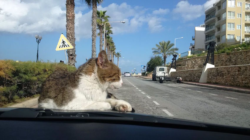 Мальтийский климат