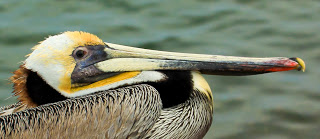 Детский сад для китят