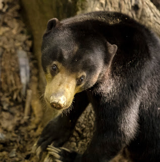Самые солнечные медведи