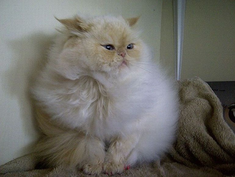 Красивые киски толстых. Кошка принцесса фото. Кошка модница фото.