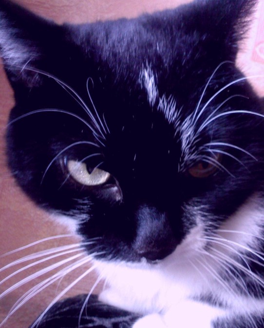 Cat way
