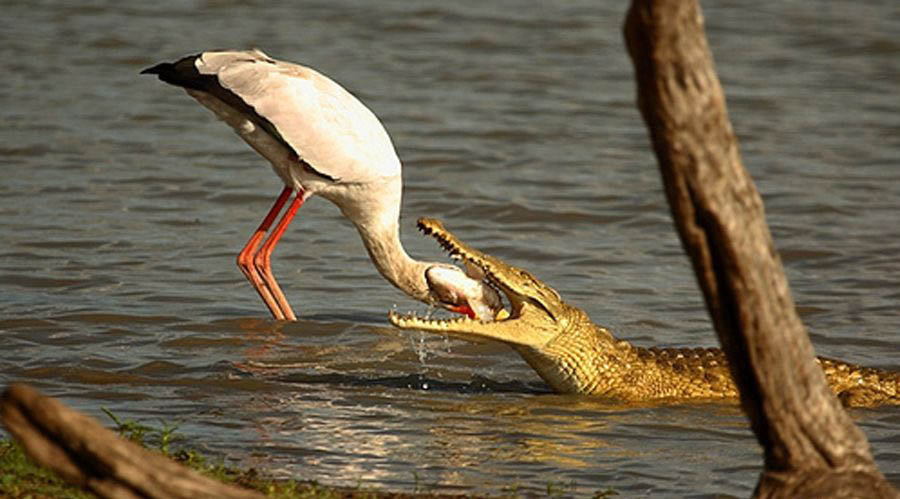 Про крокодила и птичку. Крокодил и птичка Тари симбиоз. Крокодил и птица. Птичка чистит зубы крокодилу. Симбиоз крокодила и птицы.