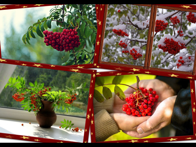 Однобокая рябина