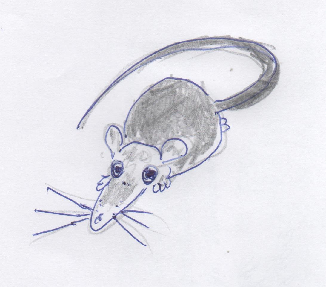 Как нарисовать крыску лариску