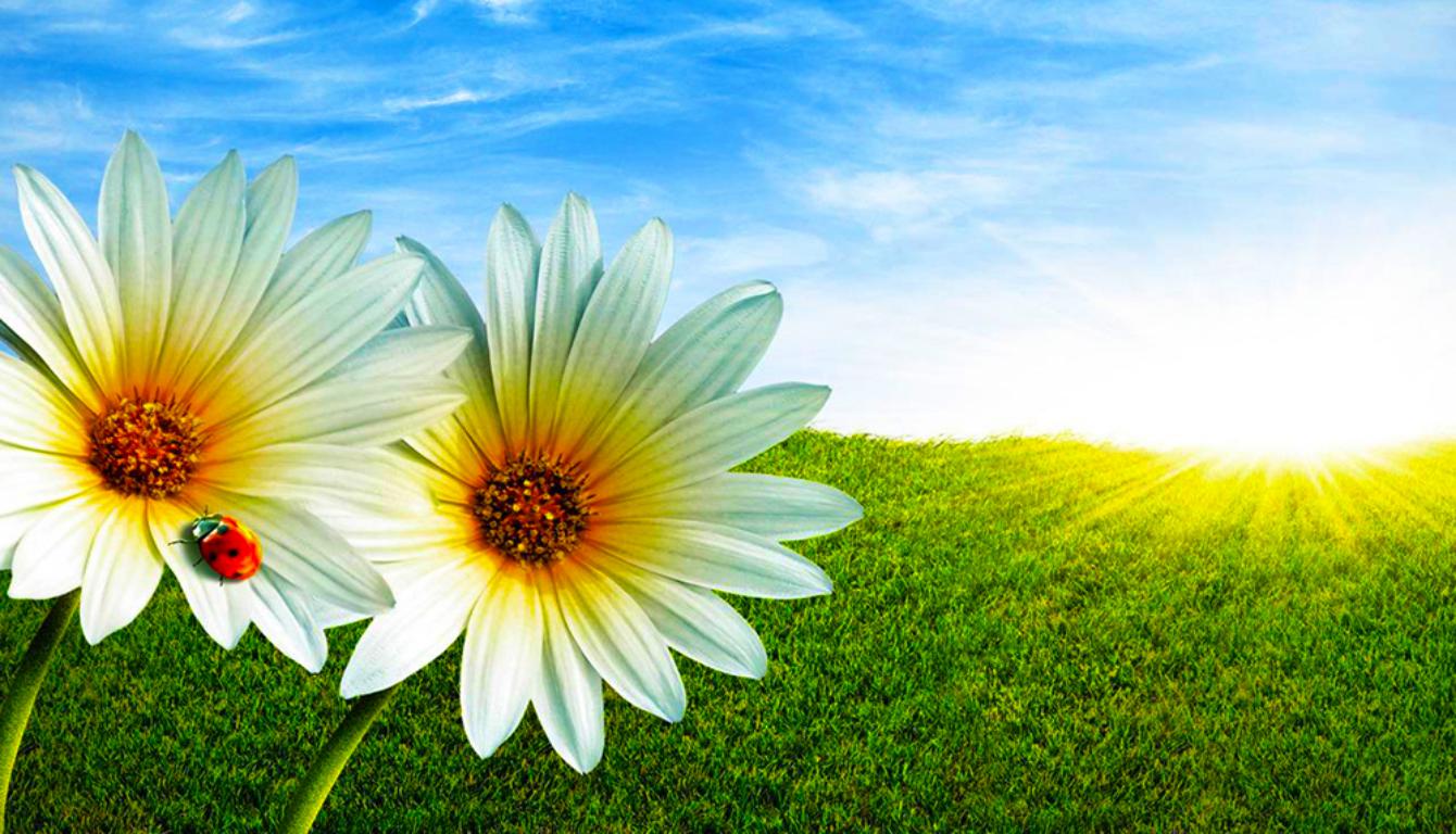 Пришвинская Ромашка (Андрей Комарских) / Проза.ру