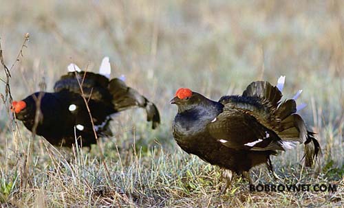 Птицы древние сражались...