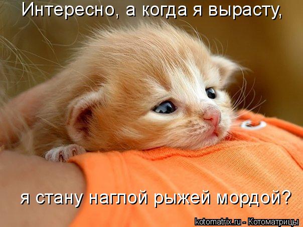 Наглая рыжая морда 5 (Александр Рифеев 3) / Проза.ру