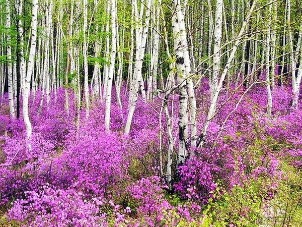 Багульник березовый