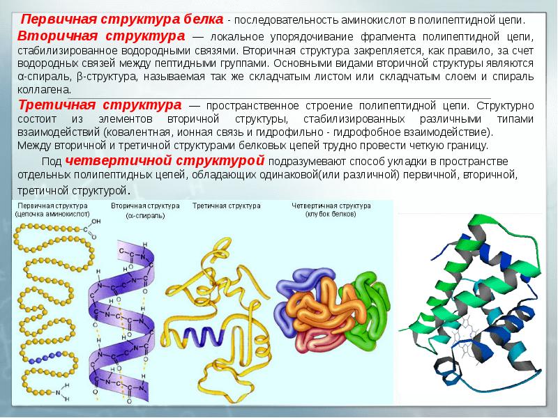 Белки в обмене веществ, их структура и свойства - биология, презентации