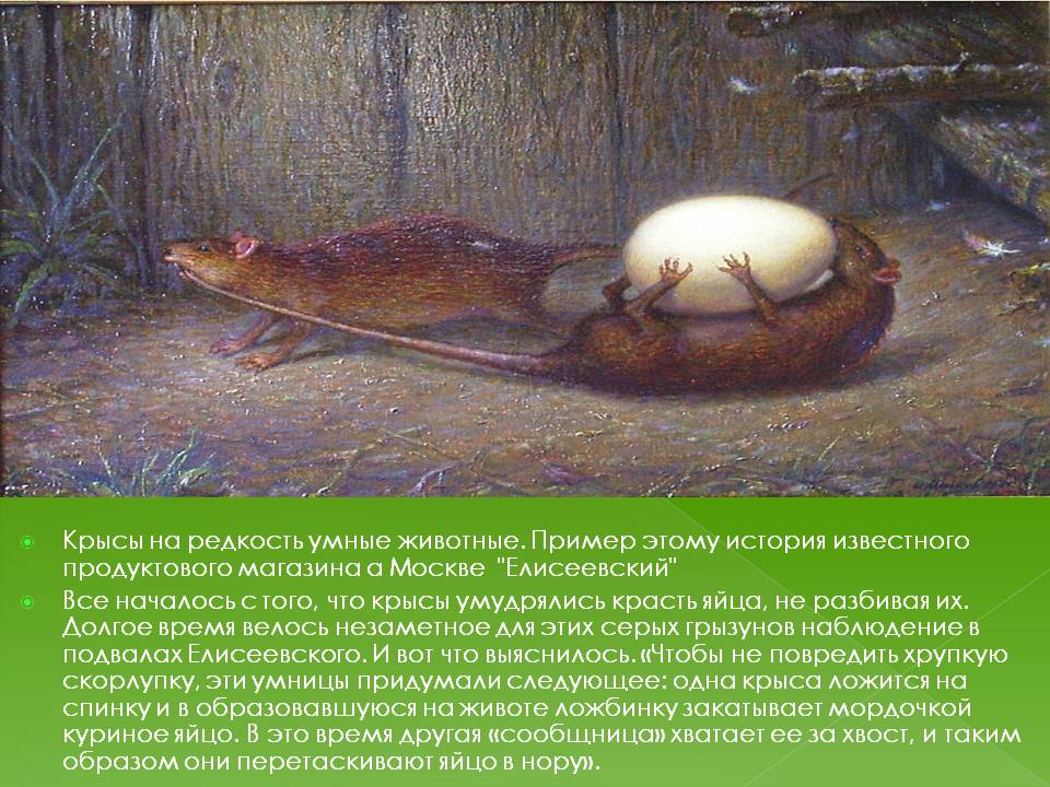 крысы таскают. крысы таскают. Pizza rat крыса в нью-йорке. крысы воруют яйца из курятника. крысы воруют куриные яйца.