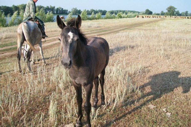 С жеребенком был рад я встрече!