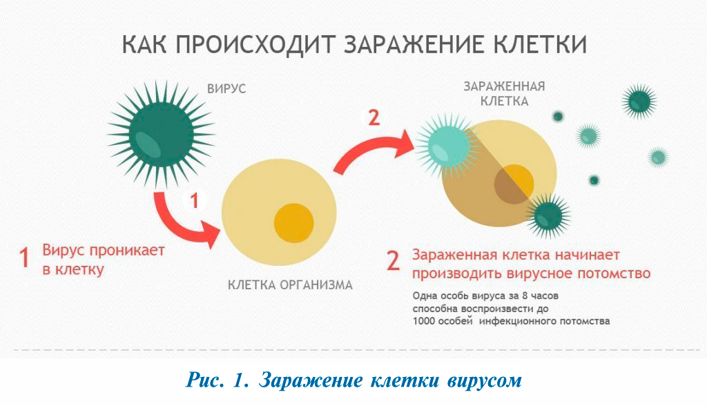 Грипп можно ли заразиться. Механизм заражения вирусом. Заражение клетки вирусом схема. Действие вируса на клетку схема. Схема заражения вирусом.