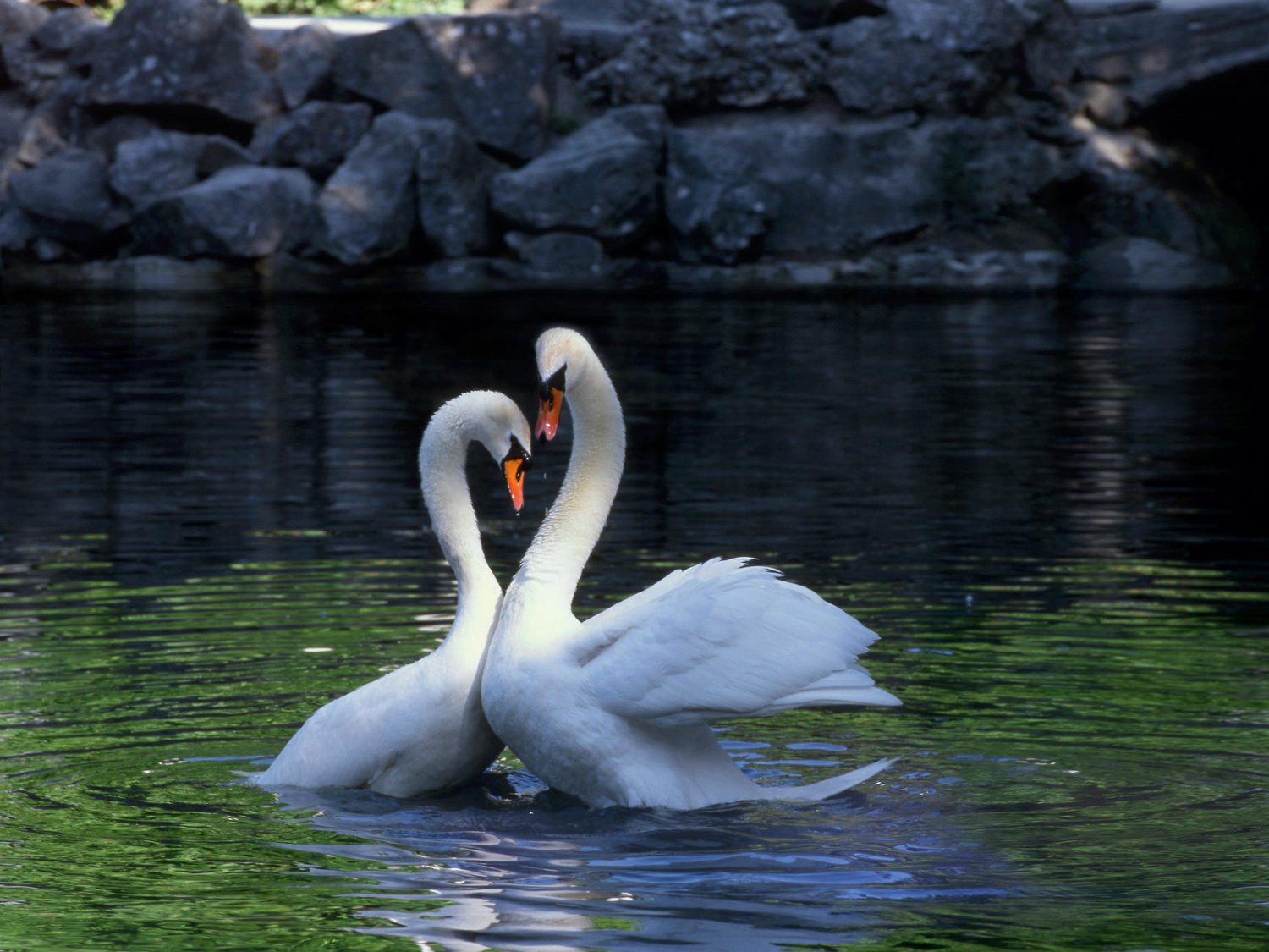 Красивые белые лебеди. Пара лебедей. Лебеди парочка. Лебеди на озере. Любовь и лебеди.