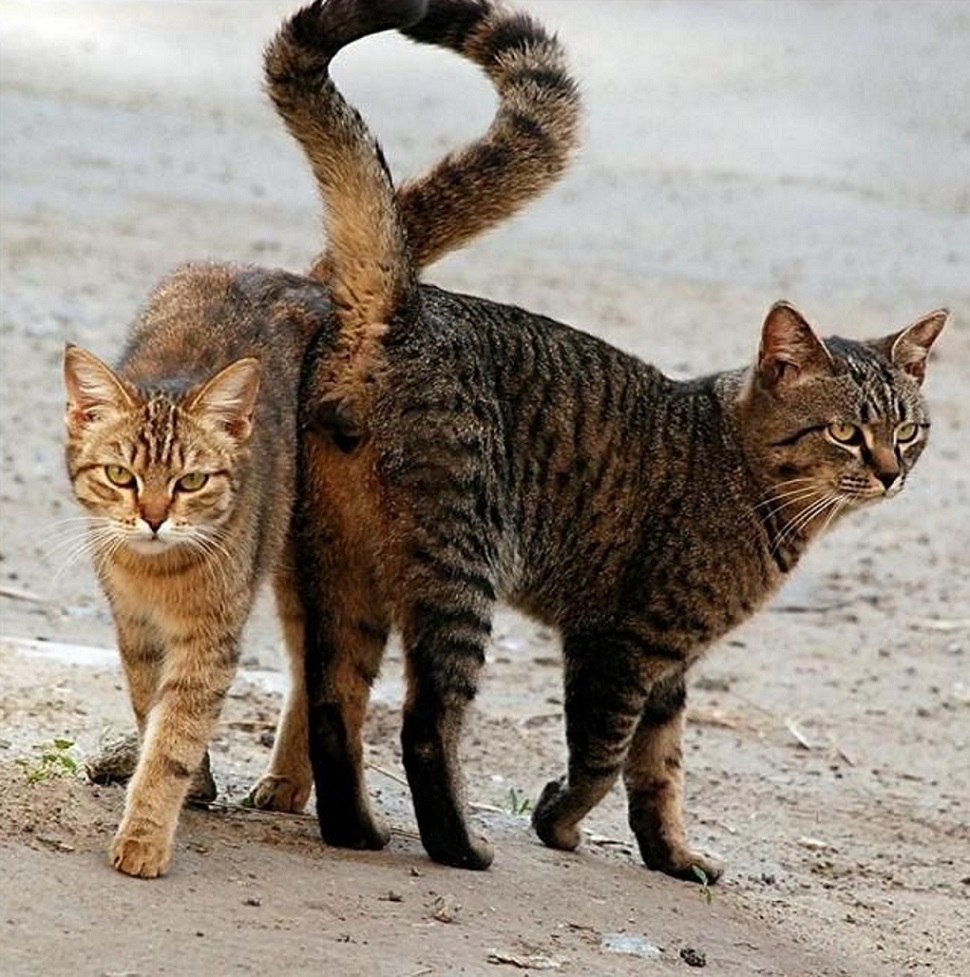 На хвосте каждой кошки. Коты. Хвост кошки. Кошка с заданным хвостом. Кот с поднятым хвостом.