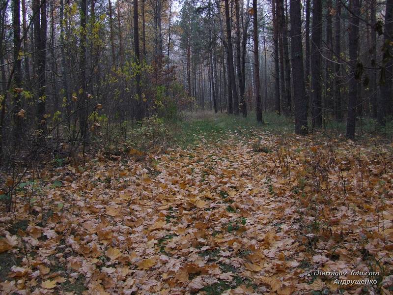 Предложения поздней осенью в лесу. Поздняя осень в лесу. Леса поздней осенью. Осенний лес ХМАО поздняя осень. Поздняя осень. Лес поредел.