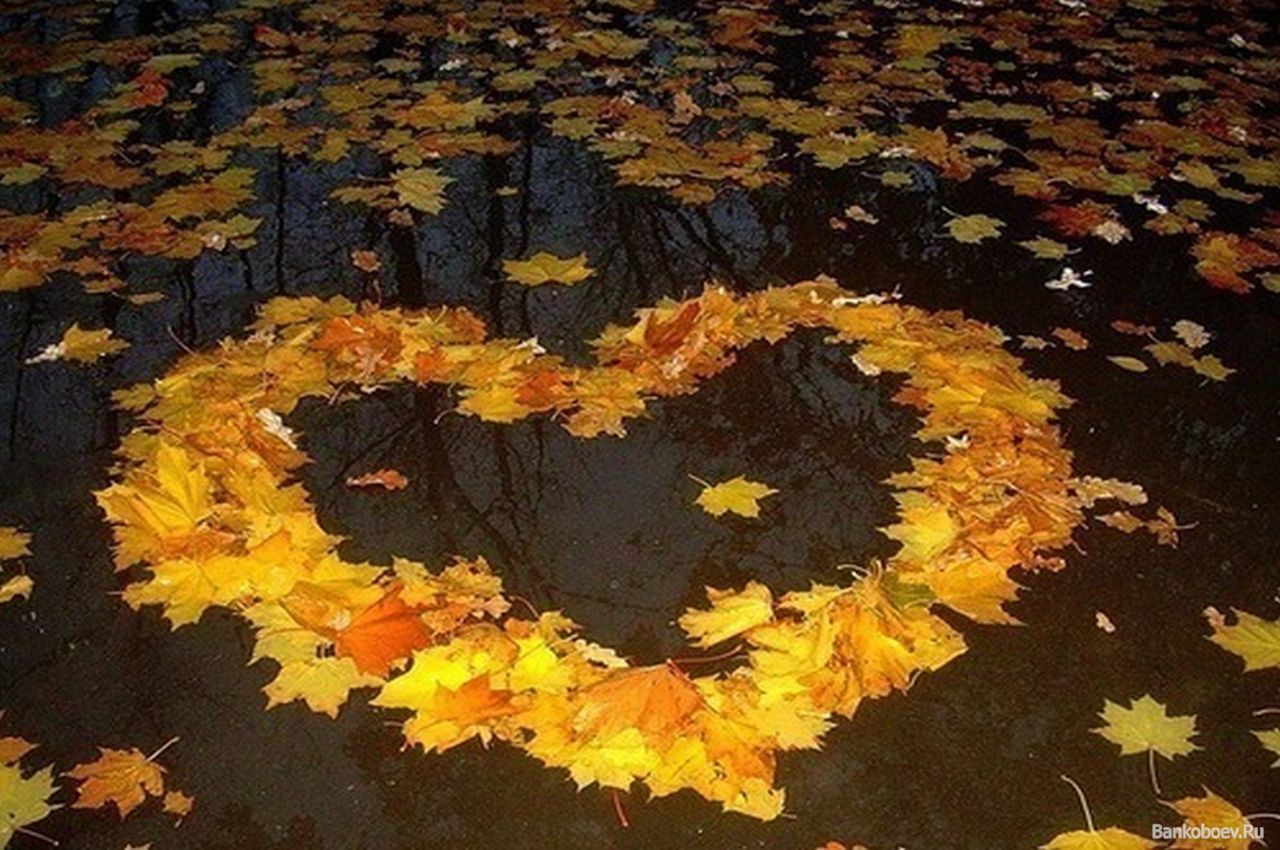 Понравилась осень. Сердечко из осенних листьев. Осенний листопад. Осень листопад. Осенние листья на земле.