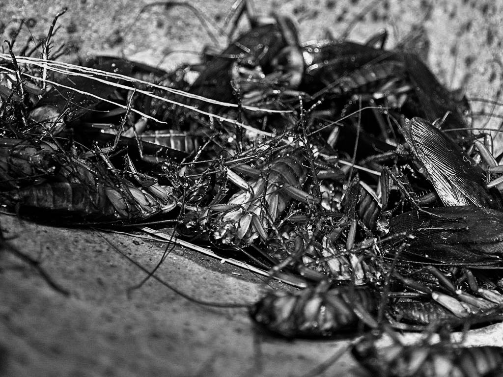 Адам (Павел Манштейн) / Проза.ру