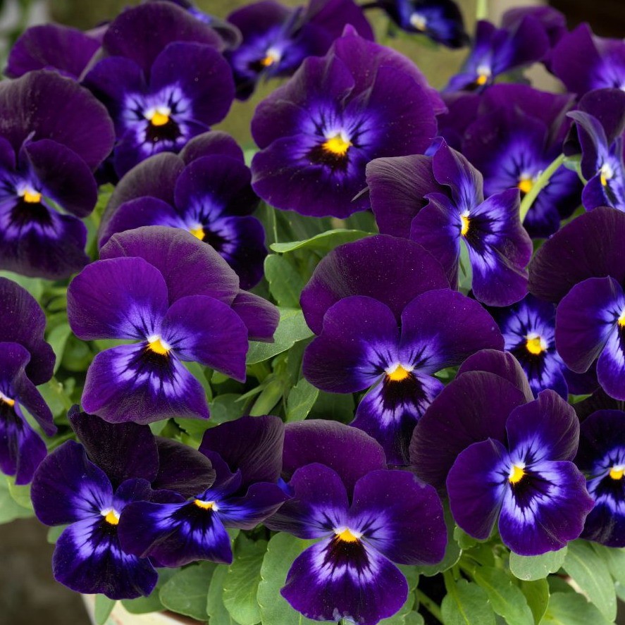 Как пробудить закрома памяти. Моцартовская Фиалка