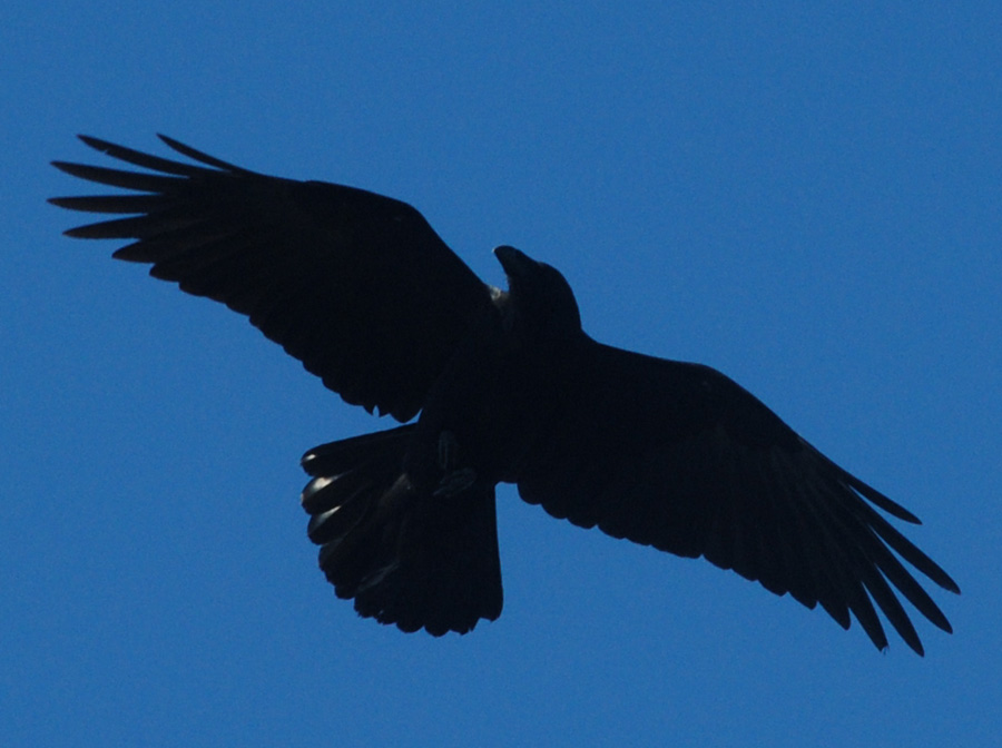 Черный Ворон Фото Птицы