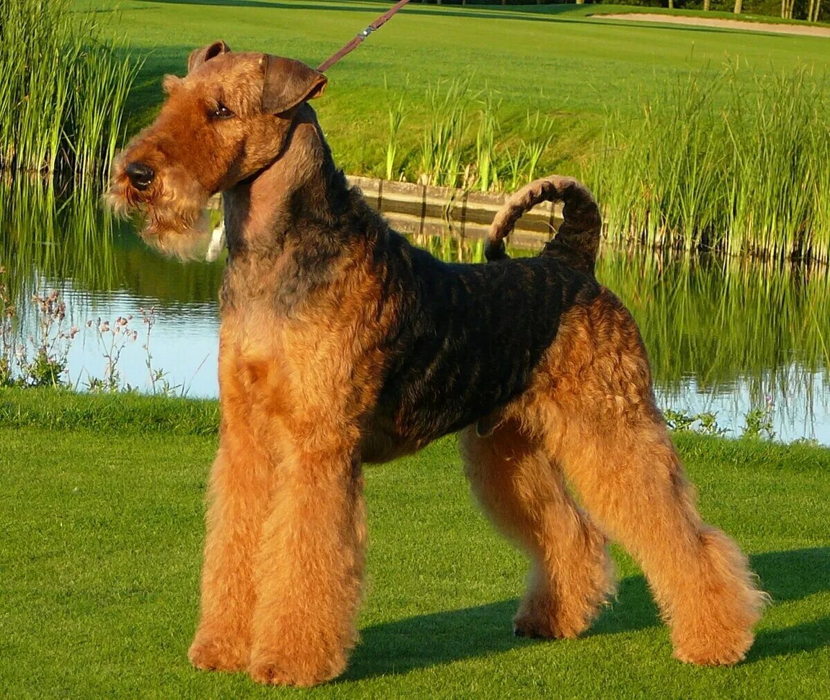 ЭдядЯ и ХвОстик. роман сказка. 27 частЪ