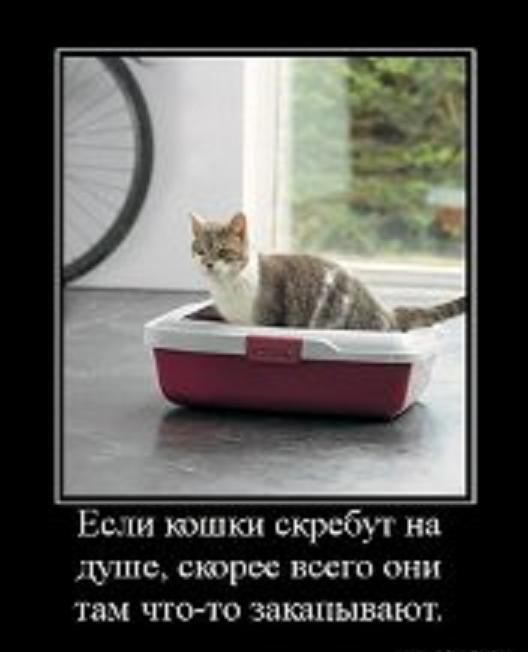 Кошки скребутся на душе значение. Туалет-лоток для кошек Savic Aristos m 43х34.5х12 см. На душе скребутся кошки. Кошка в душе. Если на душе скребут кошки.