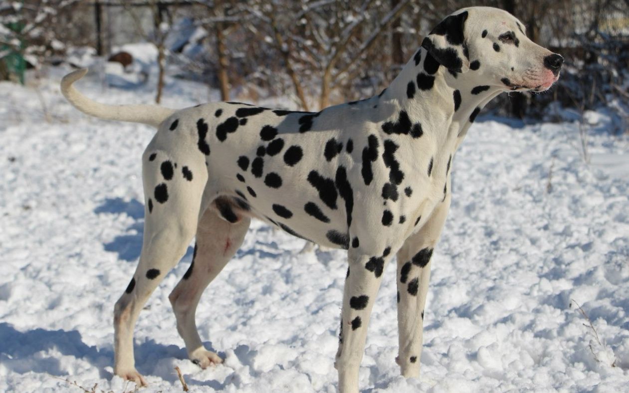 Рассмотрите фотографию собаки породы далматин. Порода собак Далматин. Пойнтер далматинец. Далматин собака. Метис далматинец Стаффорд.