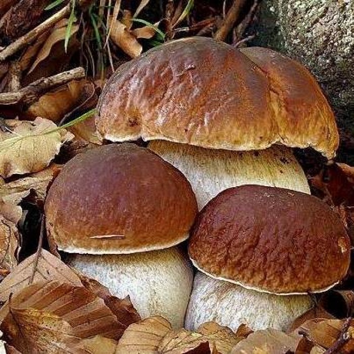 Белые грибы (Леонард Ремпель) / Проза.ру