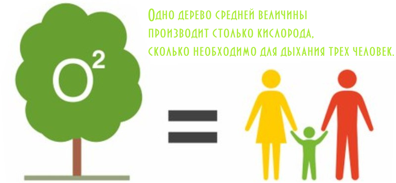 Сколько человек обеспечит кислородом. Деревья дают кислород. Деревья выделяют кислород. Сколько выделяет кислорода 1 дерево. Деревья производят кислород.