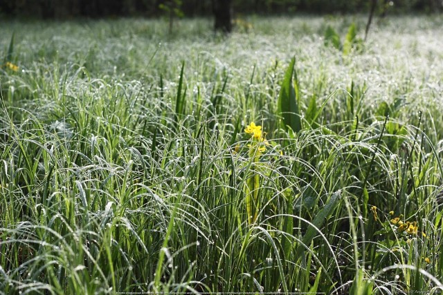 Утром луг от росы - серебро!
