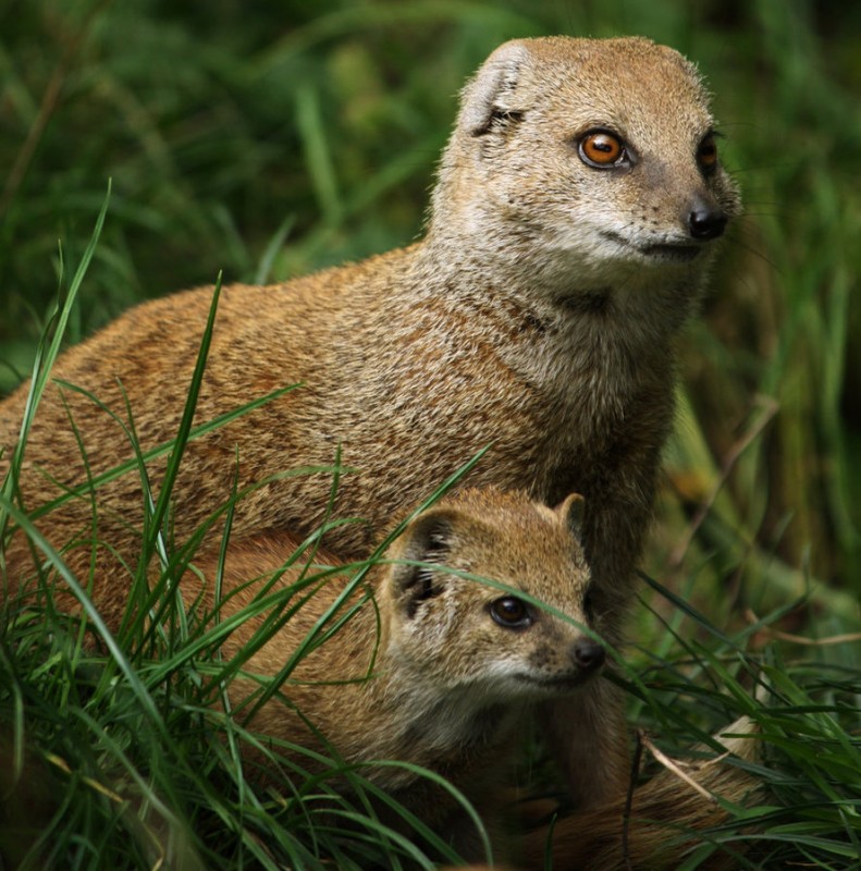Рикки-Тикки-Тави из семейства Мангустов (Евгений Космос) / Проза.ру