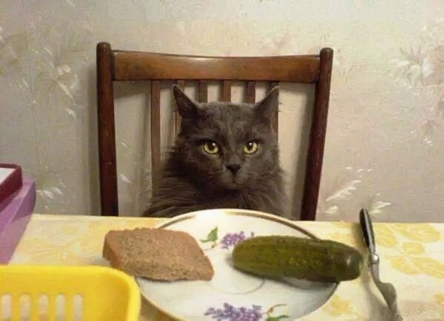 И вкусно и грустно. Голодный кот. Кот юмор. Кот с колбасой. Кот хочет кушать.