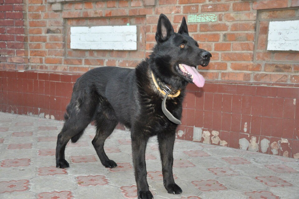 Повесть о настоящем Герое Или Жизнь у нас не одна (Елена Янг) / Проза.ру