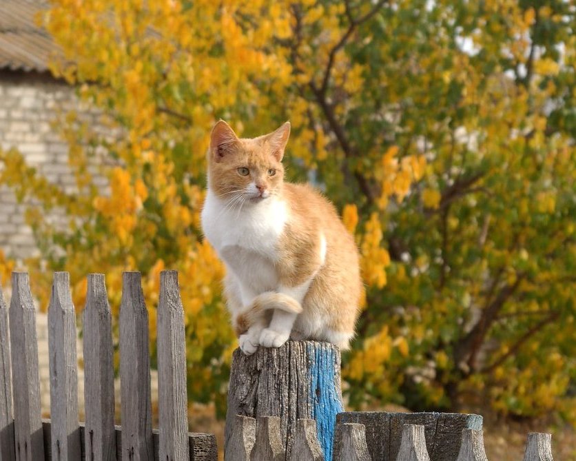 Кошки В Деревне Фото