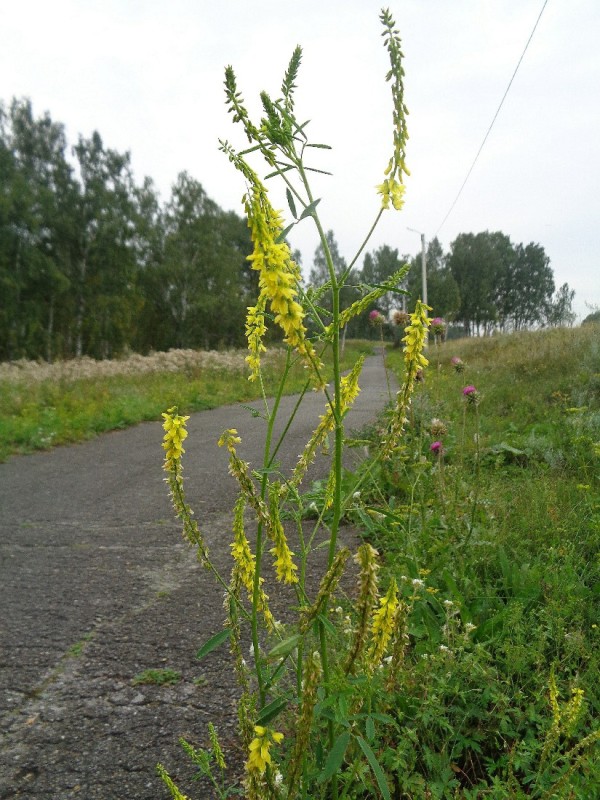 Луговой буркун