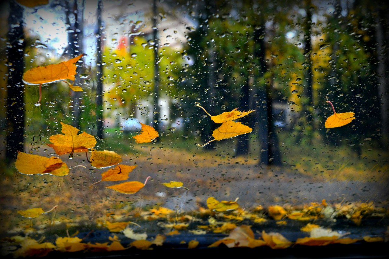 После теплого лета и дождливой осени. Осень дождь. Осенний листопад. Листья кружатся. Осень листопад.