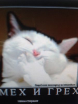 Временный гость