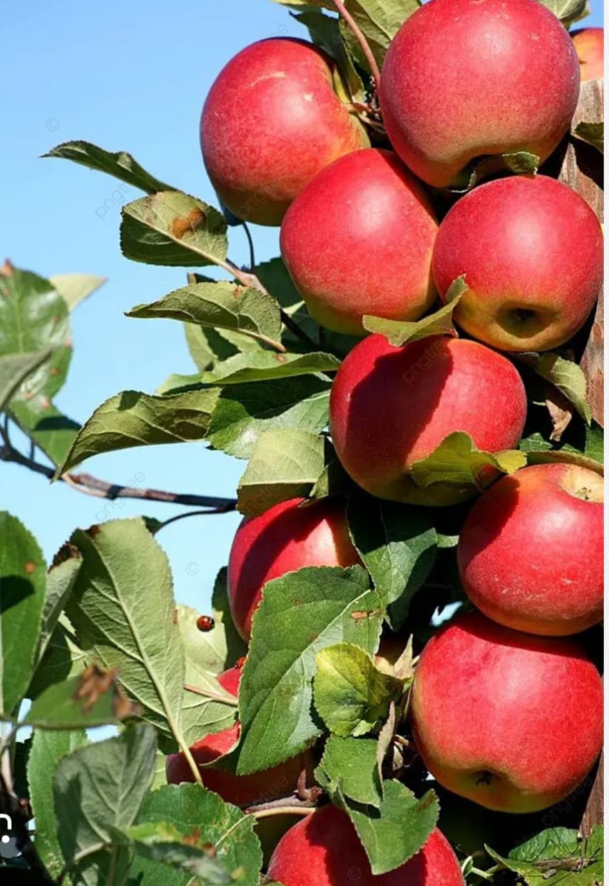 Влюбленные, чья грусть так велика