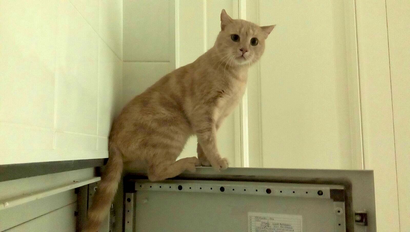 Квантовый кот Шредингера Сценарий короткометражног (Елена Ильковская ...