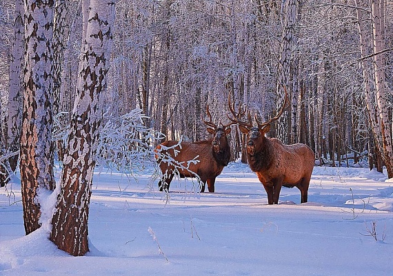 Вагай. Зима. Лоси