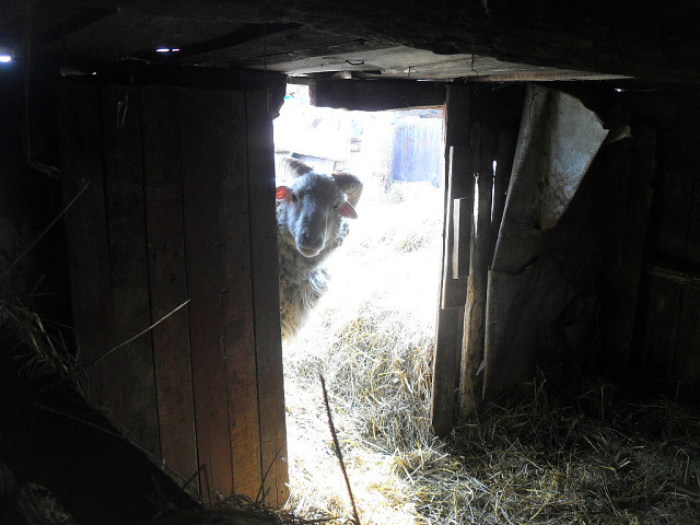 Про барана Ванечку