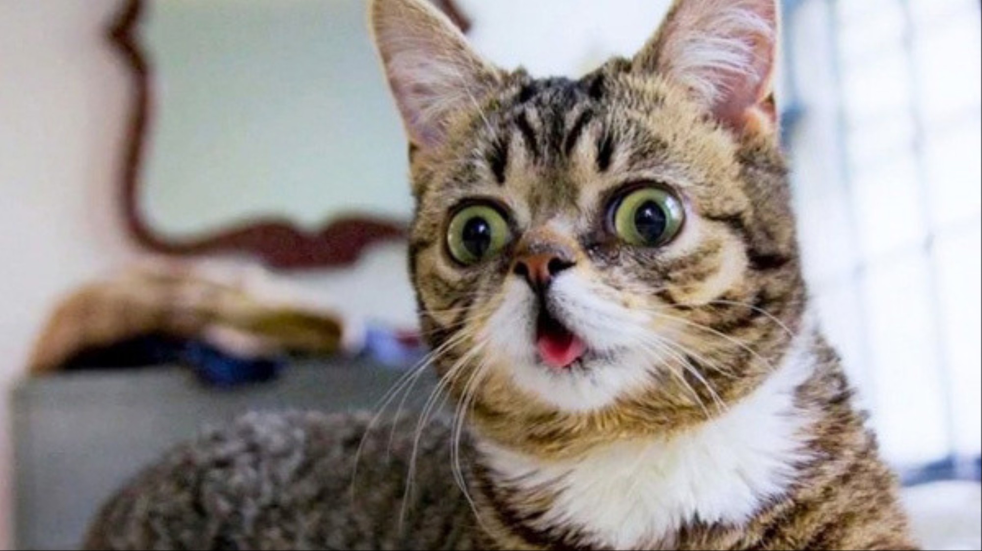 Кошка удивлена. Удивленный кот. Самые популярные котики. Смешной удивленный кот. Удивленный взгляд кота.