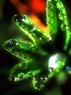 Голос свирели