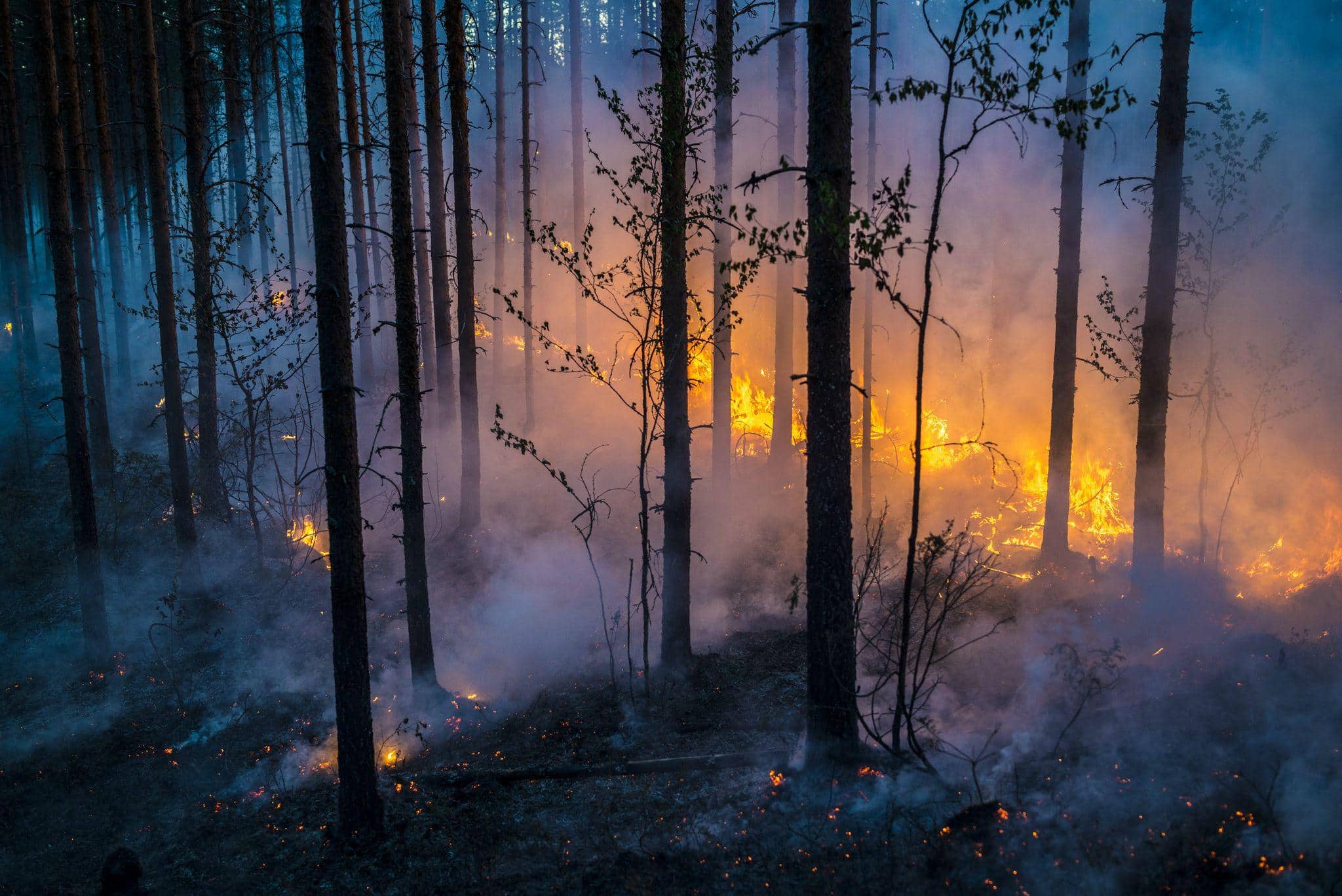 Сквозь лес и дым геншин. Лесные пожары. Горящий лес. Дым в лесу. Огни в тумане.